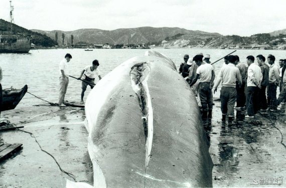 1965년 무렵 울산의 고래 해체 작업 모습. 현재 환경단체들은 고래고기 판매가 합법적으로 이뤄지는 한 불법포획은 계속될 것이라며 국내 고래고기 식용 거래 자체를 금지해야 한다고 주장한다. /사진=울산시 제공