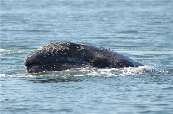 국립수산과학원 고래연구소가 2011년 1월 동해에서 한국계 귀신고래 조사 시작을 알리며 공개한 귀신고래 사진. 우리나라 바다에서 마지막으로 목격된 것은 1977년 1월 3일 울산 방어진 앞 5마일의 해역이다. 남쪽으로 이동하는 두 마리가 목격 된 이후로 현재까지 목격되지 않아 일부 학자들은 한국계 귀신고래가 멸종되었을 것이라고 보고 있다. /사진=고래연구소 제공