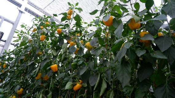 약 1만9800㎡(6000평) 규모의 파프리카 농장ⓒ 뉴스1