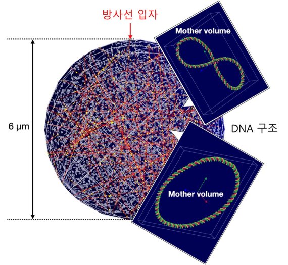 한국원자력연구원이 개발한 시뮬레이션 모델을 이용해 방사선 입자가 DNA 구조에 충돌하는 모습을 구현했다. 원자력연구원 제공