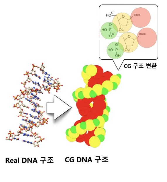 DNA의 원자구조 모형(왼쪽)을 '굵은 알갱이(Coarse Grained)' 모형으로 변환했다. 원자력연구원 제공