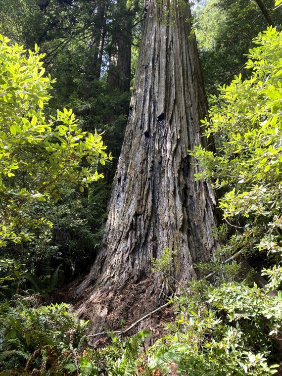 세상에서 가장 큰 나무 '하이페리온'에 가까이 가도 벌금 650만원, 이유가