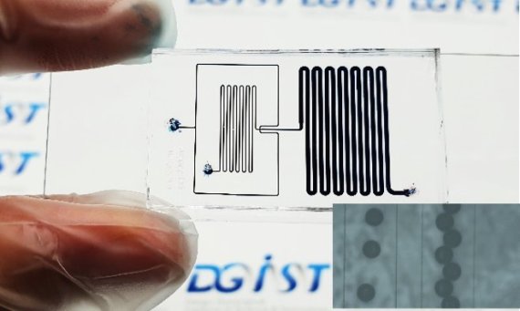 왼쪽으로 오일용액과 마이크로 로봇 재료인 젤라틴 메타크릴레이트와 자성나노입자를 미세유체 칩에 흘려보내면 오른쪽으로 200 마이크로미터 크기의 로봇이 만들어져 나온다. DGIST 제공
