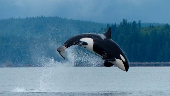 높이 뛰어오르는 범고래(킬러 웨일). 북태평양을 마주하고 있는 브리티시컬럼비아 주는 북미 최고의 고래 관찰 투어 명소다. 브리티시컬럼비아 범고래(사진=캐나다관광청·Destination BC) *재판매 및 DB 금지