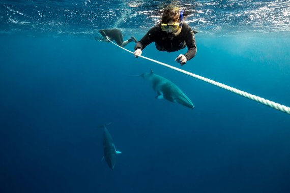 드워프밍크고래와 스노클링하기, 트로피칼 노스 퀸즈랜드 (사진=호주 퀸즈랜드주 관광청) photo@newsis.com *재판매 및 DB 금지