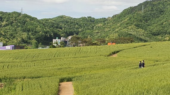 밀 재배단지. /사진=뉴스1