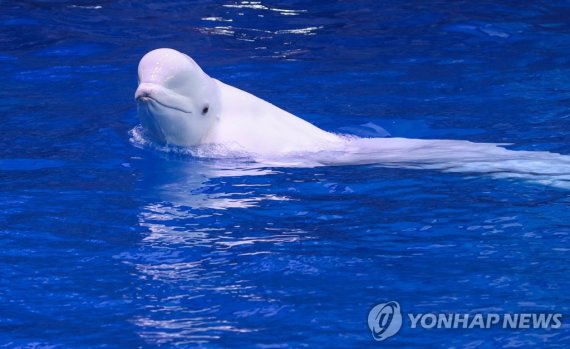 건강한 상태의 흰고래 벨루가. 연합뉴스