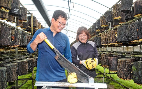 [산청=뉴시스]산청군에서 상황버섯 수확하는 방광덕·유미숙 부부. *재판매 및 DB 금지
