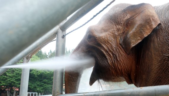 연일 후텁지근한 날씨가 이어지고 있는 12일 전북 전주시 전주동물원에서 코끼리가 샤워를 하며 더위를 식히고 있다. 2022.7.12/뉴스1 ⓒ News1 유경석 기자