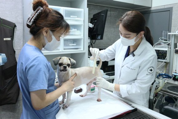 동물의료센터에서 반려동물 치료를 하고 있는 모습. ⓒ 뉴스1 DB