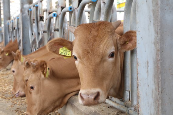 8일 강원도에 따르면 최근 강원축산경진대회 결과, 출품축 평가에 참여한 도내 한우 36두의 평균 성적은 육질 1++등급 86.1%로 나타났다. 사진=강원도 제공