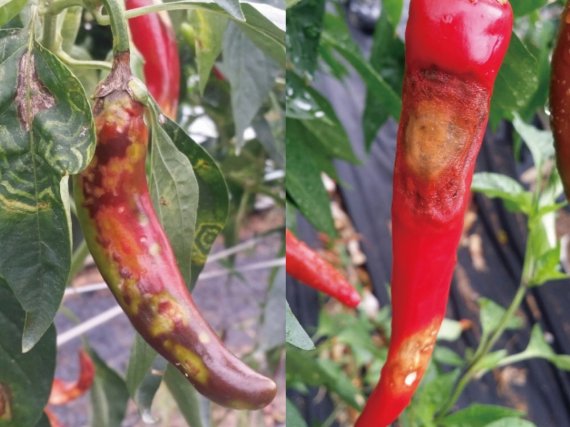 폭염으로 피해를 입은 고추 모습.(전남도 제공) 2022.8.8/뉴스1 ⓒ News1 전원 기자