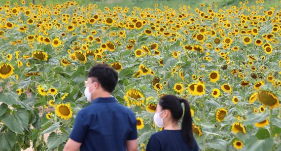 남부지역에 찜통더위가 이어진 9일 오후 경북 경산시 하양읍 대부잠수교 인근 금호강 둔치에는 활짝 핀 해바라기가 물폭탄이 쏟아져 큰 피해를 입은 수도권과 전혀 다른 분위기를 연출하고 있다. 2022.8.9/뉴스1 ⓒ News1 공정식 기자