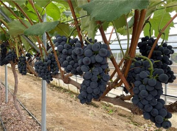 강원도 자체 개발, 씨 없는 포도 '스위트드림'...홍천 등 추운지역 재배 ...