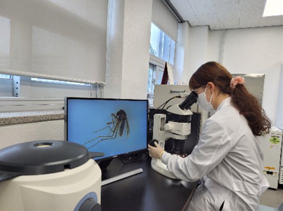 대구보건환경연구원 연구원이 채집된 빨간집모기에서 일본뇌염 바이러스 검출 여부를 조사하고 있다. 사진=대구보건환경연구원 제공