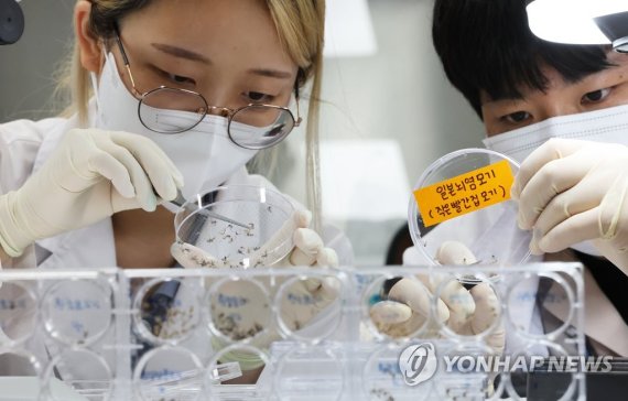 전국 일본뇌염 경보 전국 일본뇌염 경보 작년보다 2주 빠르게 발령 (수원=연합뉴스) 홍기원 기자 = 26일 오후 경기도 수원시 권선구 경기도보건환경연구원에서 연구원들이 채집한 모기를 분류하고 있다. 질병관리청은 부산지역에서 일본뇌염 매개 모기인 작은빨간집모기를 다수 확인함에 따라 지난 23일 전국에 일본뇌염 경보를 발령했다. 2022.7.26 xanadu@yna.co.kr (끝)