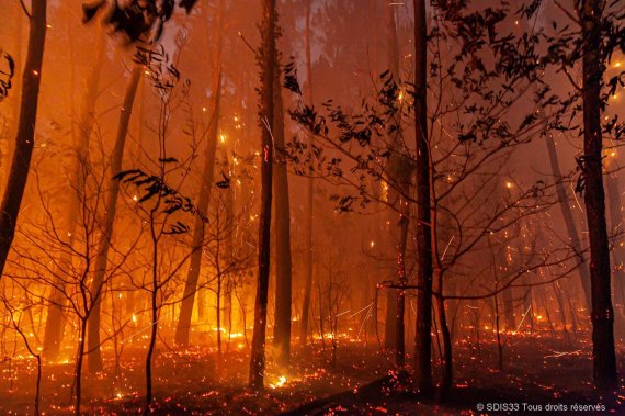 [보르도=AP/뉴시스] 지난달 17일(현지시간) 프랑스 남서부 보르도 랑디라스 인근에서 발생한 산불로 나무가 타고 있다.