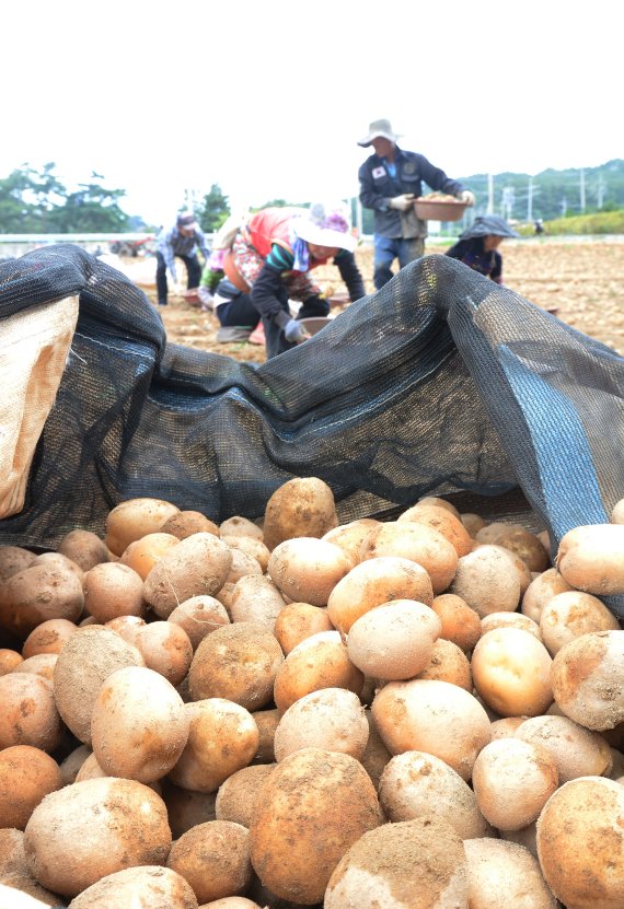 농식품부, 고랭지 감자 생육 점검…생산량 평년비 7.1% 증가 전망