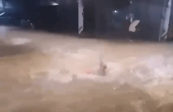 신림동 일대 침수된 도로에서 수영하는 시민. (트위터 갈무리) ⓒ 뉴스1