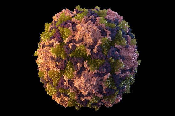 2014년 미국 질병통제예방센터(CDC)가 이미지화한 소아마비 바이러스. 뉴욕주 보건당국은 12일 뉴욕시 하수를 분석한 결과 소아마비 지역감염이 시작된 것으로 보인다고 밝혔다. AP연합