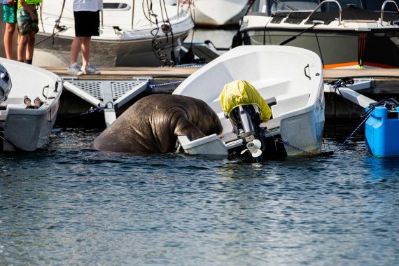 A picture taken on July 20, 2022, shows a young female walrus nicknamed Freya climbing on a boat in Frognerkilen, Oslo Fjord, Norway. - For a week, a young female walrus nicknamed Freya has enamoured Norwegians by basking in the sun of the Oslo fjord, making a splash in the media and bending a few b