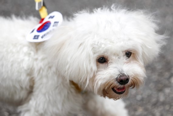 [서울=뉴시스] 정병혁 기자 = 제77주년 광복절인 15일 오전 서울 종로구 종로구청 앞에서 강아지가 몸에 태극기 뱃지를 달고 보신각 방향으로 행진하고 있다. 2022.08.15. jhope@newsis.com