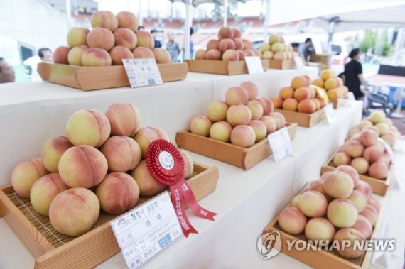 "치악산 복숭아 맛보러 오세요".. 19일부터 이틀간 원주서 개최