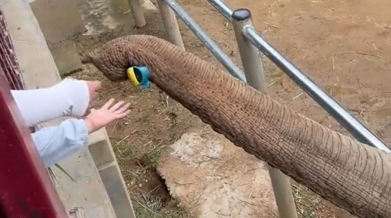 15일(현지시간) 뉴욕포스트와 트위터 등에 공개된 영상을 보면 14일 중국 동부 산둥성의 한 동물원에서 어린이가 떨어트린 신발을 코끼리가 코로 주워 어린이에게 돌려줬다. 트위터 캡처