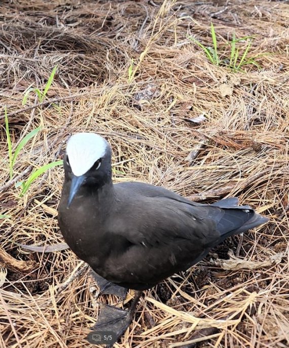 [imazine]에메랄드빛 사이판 해변…해외여행이 돌아왔다 ② 해변에서 만난 블랙노디 [사진/성연재 기자]