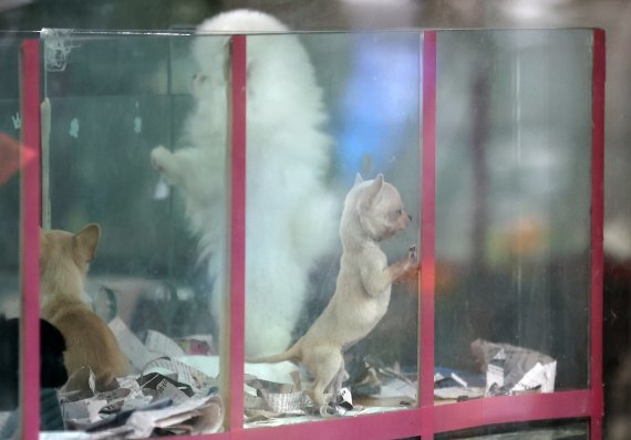개물림 사고 땐 안락사? 고양이 키우면 보유세?…'반려동물 관리' 국민의견 듣는다