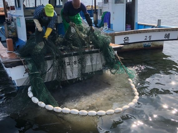 해파리 거둬들이는 어선 [경남 고성군 제공. 재판매 및 DB 금지]