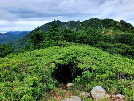 숲터널. 가까워진 도솔봉을 향해 예덕나무 숲터널로 들어선다 ⓒ 뉴스1
