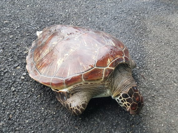 19일 강원 동해안 최북단인 고성 앞바다에서 죽은 채 발견된 멸종위기종이자 아열대 종인 '푸른바다거북'.(속초해경 제공) 2022.8.19/뉴스1