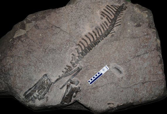 수원서 발견된 공룡 '코리아 케라톱스' 화석, 천연기념물 된다