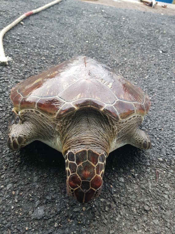 지난 19일 동해안 최북단 강원 고성 앞바다에서 혼획된 푸른바다거북 사체.(속초해경 제공) 2022.8.22/뉴스1
