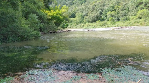 충북 영동군 황간면 소재 천년고찰인 반야사 문수전 앞 석천에 부유물이 쌓여 있다. /뉴스1 장인수 기자