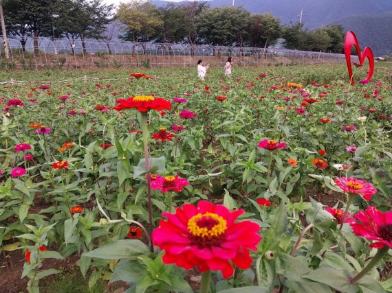 평창의 또 다른 볼거리 '백일홍 축제'. 사진=지엔씨21