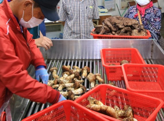 양양군, 군유림 ‘송이’ 지역주민에게 “무상 양여”