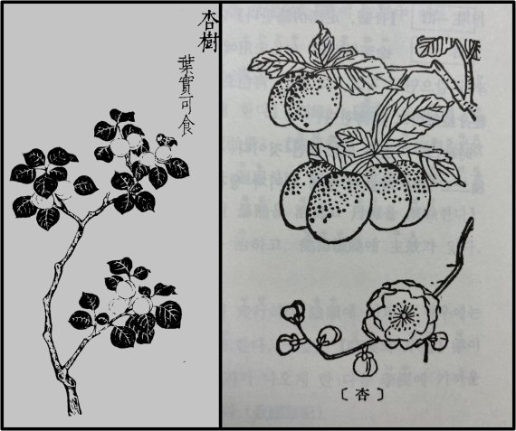 [한동하의 본초여담] 인술(仁術)을 베푸니 결국 〇〇〇〇 숲을 이루었다