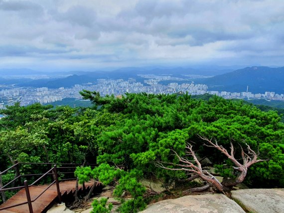 소나무와 도시. 사패산 정상의 비바람 속에서 독야청청하는 소나무 아래로 의정부 시내 풍경이 하얗다