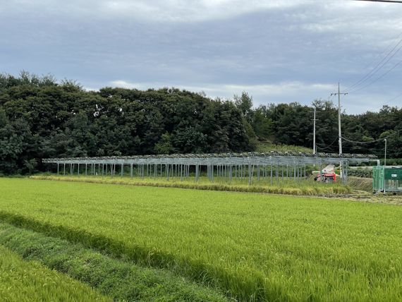"태양광 모듈 아래서 벼농사 전혀 문제없습니다"..영농형 태양광 농지 가보니[르포]