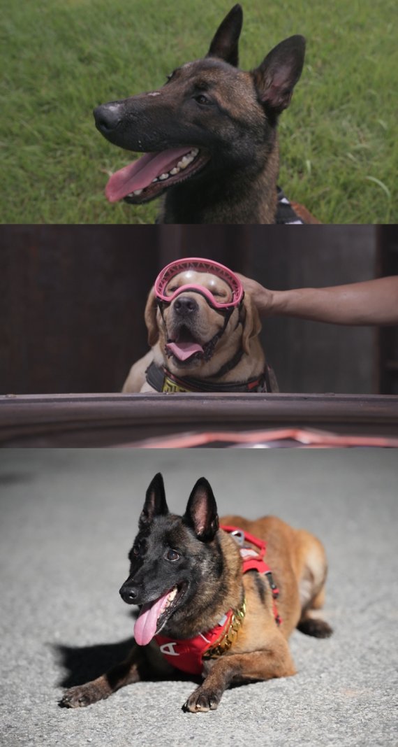 [서울=뉴시스] '탑독' 비오, 폴리, 제스퍼. 2022.09.02. (사진=SBS 제공) photo@newsis.com*재판매 및 DB 금지 *재판매 및 DB 금지