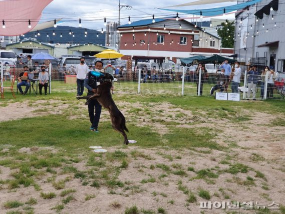 양주 애견카페 DG클럽에 전국 반려인구 ‘운집’…왜?