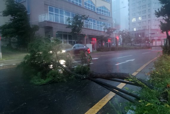 울산이 제11호 태풍 '힌남노' 영향권에 든 6일 오전 울산 북구 강동동 한 도로에 가로수가 넘어져 있다. 2022.9.6/뉴스1 ⓒ News1 윤일지 기자