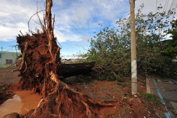 [여수=뉴시스] 이영주 기자 = 6일 오전 전남 여수시 국동 한 인도에 고로쇠나무가 쓰러져있다. 이 나무는 전날 오후 11시께 강풍에 의해 쓰러진 것으로 알려졌다. 2022.09.06. leeyj2578@newsis.com
