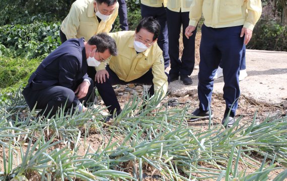 [진도=뉴시스] 이창우 기자=김영록 전남도지사가 6일 제11호 태풍 '힌남노'가 몰고온 강한 비바람에 쓰러짐(도복) 피해를 입은 진도군 고군면 지막리 대파 재배단지를 찾아 피해 현황을 청취하고 농업인을 위로하고 있다. 진도 대파(30㏊)는 이번 태풍 피해로 10~30% 생산량 감소가 예상되고 있다.(사진=전남도 제공) 2022.09.06. photo@newsis.com *재판매 및 DB 금지