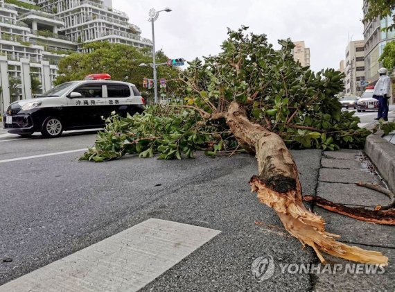 오키나와 나하시 중심부에서 강풍에 부러진 가로수 (출처=연합뉴스)
