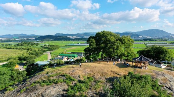 이상한 변호사 우영우에서 촬영 배경이 된 창원 북부리 팽나무. 출처=창원시