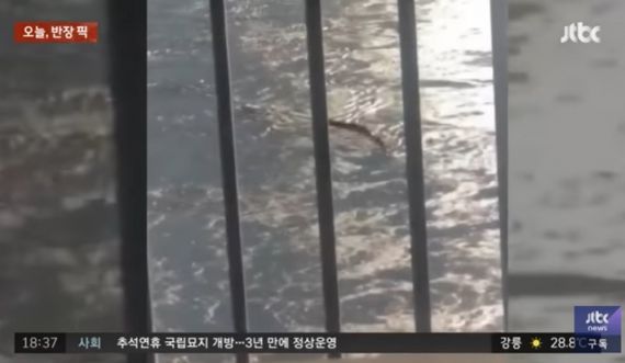 6일 오후 5시쯤 한강 반포대교에서 촬영된 괴생물체. /JTBC '사건반장'