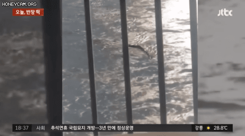 6일 오후 5시쯤 한강 반포대교에서 촬영된 괴생물체. JTBC '사건반장' 방송 화면